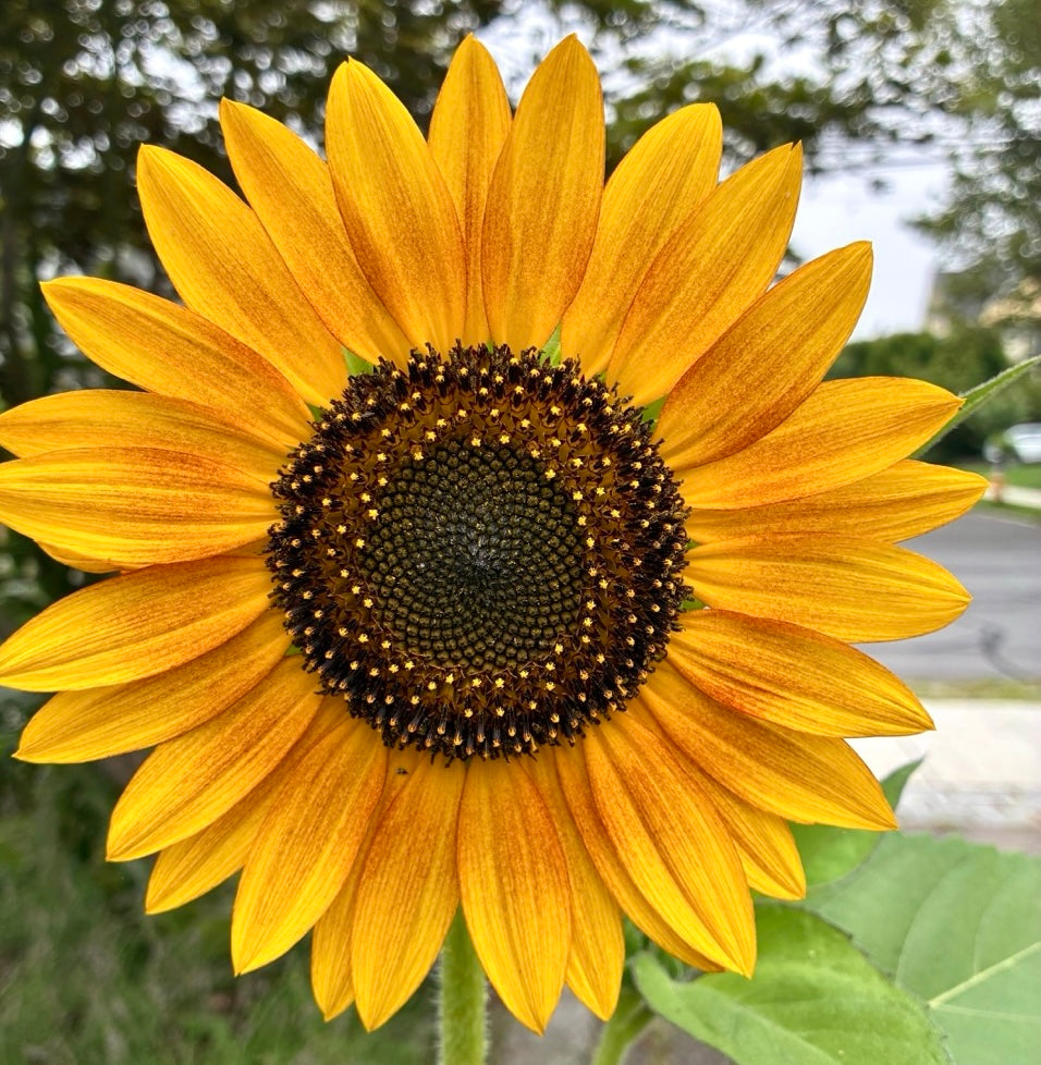 Close-up of sunflower disc florets showing the Fibonacci spiral pattern — photo by Kate Spain