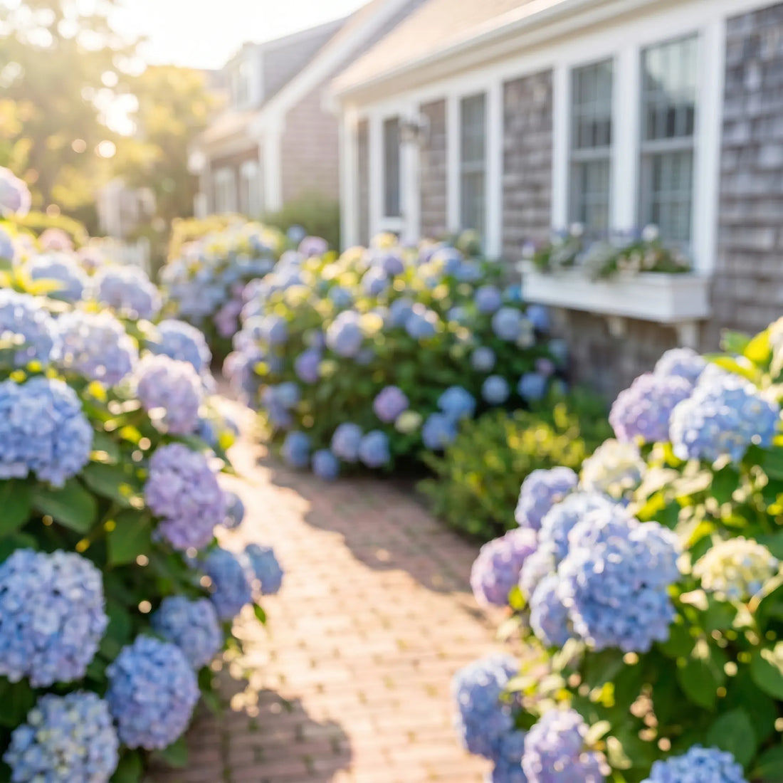 Hydrangea Season in New England: Where to See the Blooms