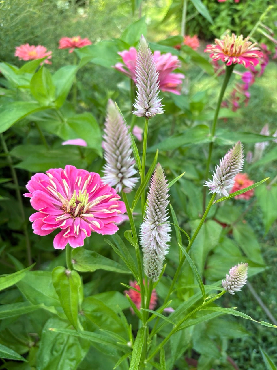 Pink and white flowers in a garden setting