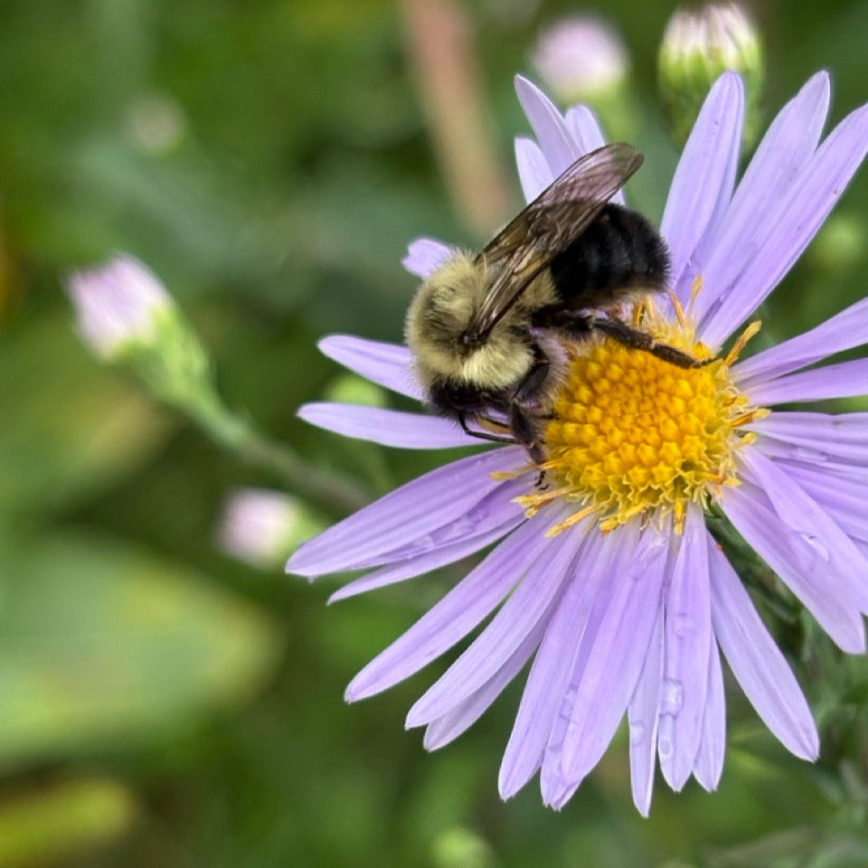 Bee on a purple flower with a blurred green background