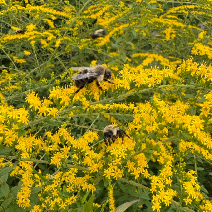 Bees on yellow goldenrod flowers in a field
