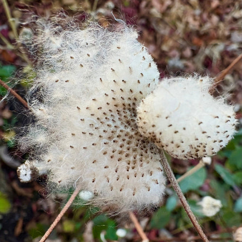 Close-up of anemone plant with white fuzzy seed heads against a natural background.