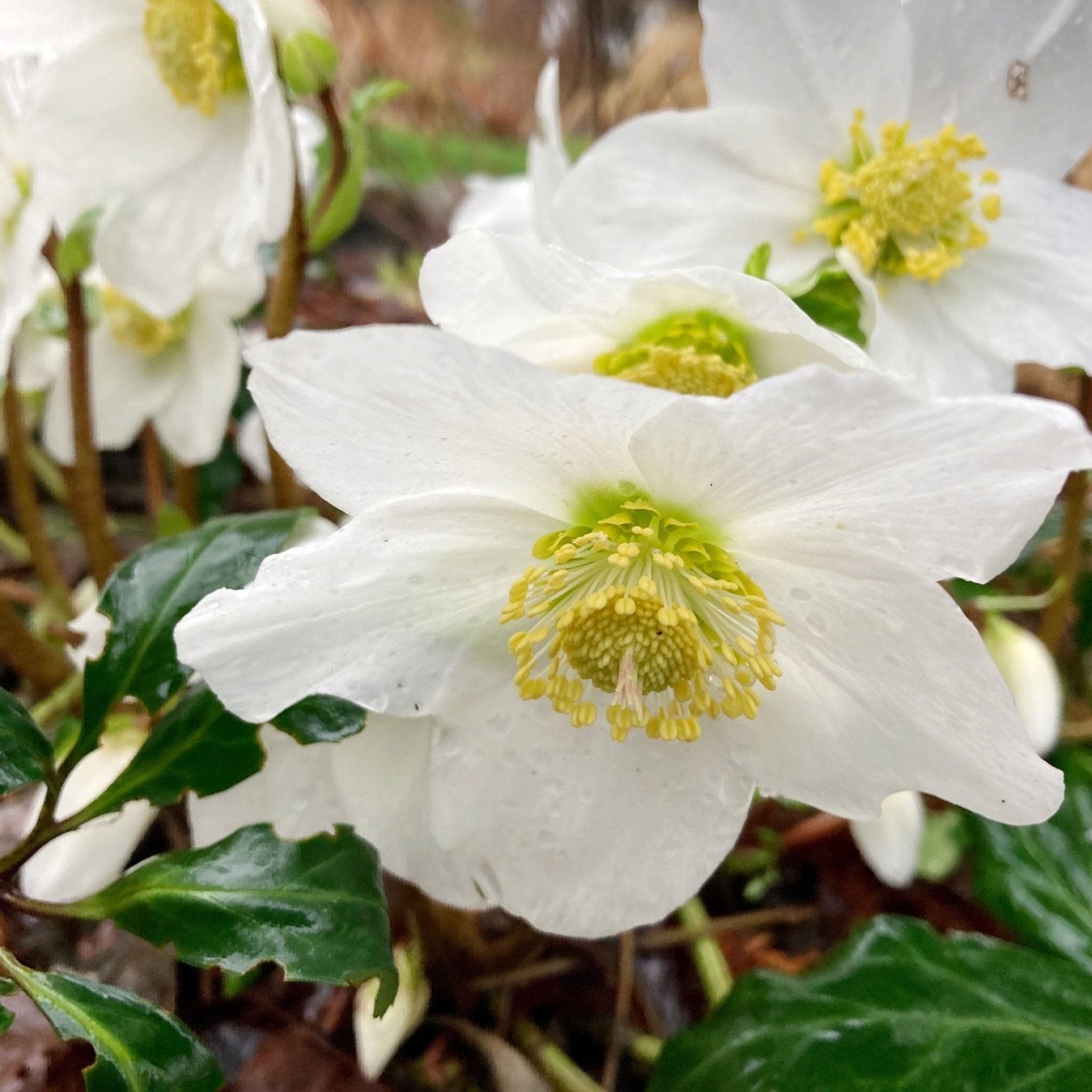 potters wheel hellebore photo of flowers