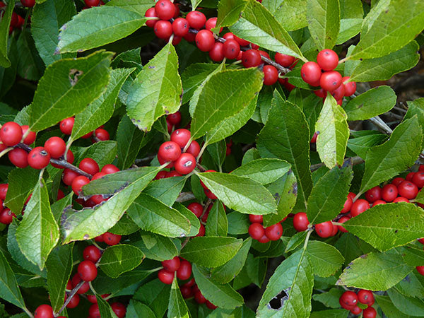 ilex winterberry shrub with berries
